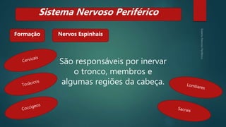 São responsáveis por inervar
o tronco, membros e
algumas regiões da cabeça.
Formação
Sistema Nervoso Periférico
Nervos Espinhais
 