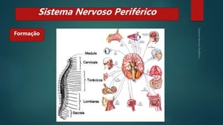 Formação
Sistema Nervoso Periférico
 
