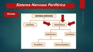 Divisão
Sistema Nervoso Periférico
 