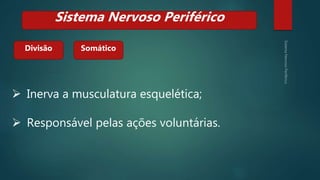 Divisão
Sistema Nervoso Periférico
Somático
 Inerva a musculatura esquelética;
 Responsável pelas ações voluntárias.
 