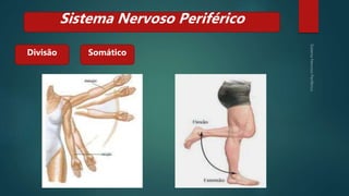 Divisão
Sistema Nervoso Periférico
Somático
 