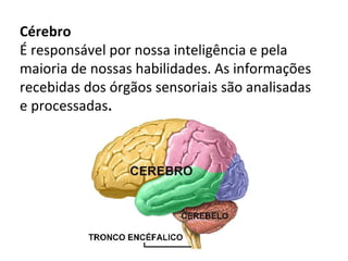 Cérebro
É responsável por nossa inteligência e pela
maioria de nossas habilidades. As informações
recebidas dos órgãos sensoriais são analisadas
e processadas.
 