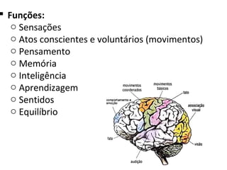  Funções:
o Sensações
o Atos conscientes e voluntários (movimentos)
o Pensamento
o Memória
o Inteligência
o Aprendizagem
o Sentidos
o Equilíbrio
 