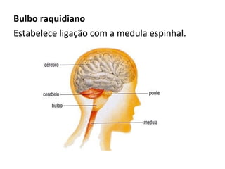 Bulbo raquidiano
Estabelece ligação com a medula espinhal.
 