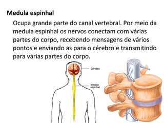 Medula espinhal
Ocupa grande parte do canal vertebral. Por meio da
medula espinhal os nervos conectam com várias
partes do corpo, recebendo mensagens de vários
pontos e enviando as para o cérebro e transmitindo
para várias partes do corpo.
 