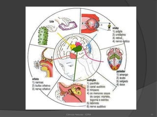 Ciências Naturais - ICRM 11
 