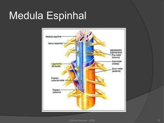 Medula Espinhal
Ciências Naturais - ICRM 14
 