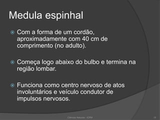 Medula espinhal
 Com a forma de um cordão,
aproximadamente com 40 cm de
comprimento (no adulto).
 Começa logo abaixo do bulbo e termina na
região lombar.
 Funciona como centro nervoso de atos
involuntários e veículo condutor de
impulsos nervosos.
Ciências Naturais - ICRM 15
 
