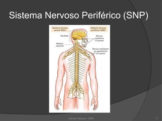 Sistema Nervoso Periférico (SNP)
Ciências Naturais - ICRM 17
 