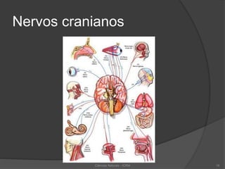 Nervos cranianos
Ciências Naturais - ICRM 19
 