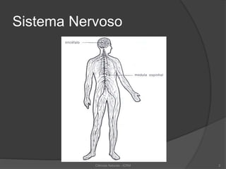 Sistema Nervoso
Ciências Naturais - ICRM 2
 