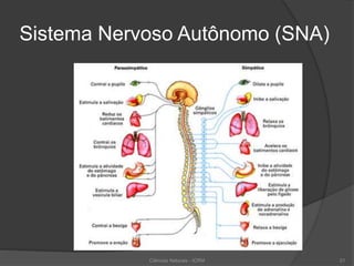 Sistema Nervoso Autônomo (SNA)
Ciências Naturais - ICRM 21
 