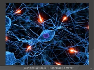 Ciências Naturais – Prof.ª Ivanise Meyer 23
 