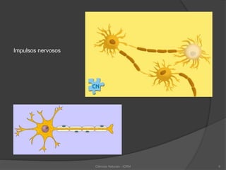 Ciências Naturais - ICRM 6
Impulsos nervosos
 