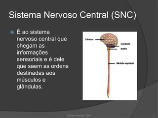 Sistema Nervoso Central (SNC)
 É ao sistema
nervoso central que
chegam as
informações
sensoriais e é dele
que saem as ordens
destinadas aos
músculos e
glândulas.
Ciências Naturais - ICRM 7
 