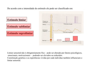 De acordo com a intensidade do estímulo ele pode ser classificado em:
Estímulo limiar
Estímulo sublimiar
Estímulo supralimiar
Limiar sensorial não é obrigatoriamente fixo – pode ser alterado por fatores psicológicos,
emocionais, motivacionais – podendo ser elevados ou reduzidos.
Constituição genética e as experiências vividas por cada indivíduo também influenciam o
limiar sensorial.
 