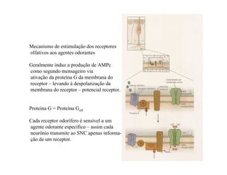 Mecanismo de estimulação dos receptores
olfativos aos agentes odorantes
Geralmente induz a produção de AMPc
como segundo mensageiro via
ativação da proteína G da membrana do
receptor – levando à despolarização da
membrana do receptor – potencial receptor.
Proteína G = Proteína Golf
Cada receptor odorífero é sensível a um
agente odorante específico – assim cada
neurônio transmite ao SNC apenas informa-
ção de um receptor.
 