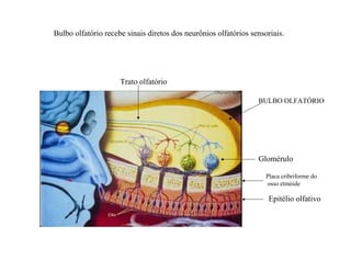 Bulbo olfatório recebe sinais diretos dos neurônios olfatórios sensoriais.
Glomérulo
BULBO OLFATÓRIO
Placa cribriforme do
osso etmóide
Epitélio olfativo
Trato olfatório
 