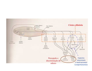 Córtex olfatório
Percepção e
discriminação de
odores
Aspectos
emocionais
e motivacionais
/comportamentais
 