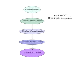 Receptor Sensorial
Neurônio Aferente Primário
Neurônio Aferente Secundário
Neurônio Aferente Terciário
Neurônio Cortical
Via sensorial
Organização hierárquica
 