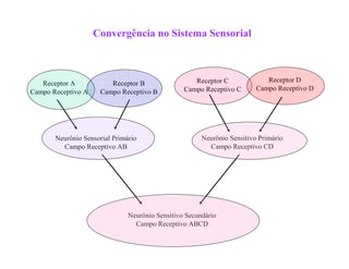 Convergência no Sistema Sensorial
Receptor A
Campo Receptivo A
Receptor B
Campo Receptivo B
Neurônio Sensorial Primário
Campo Receptivo AB
Receptor C
Campo Receptivo C
Receptor D
Campo Receptivo D
Neurônio Sensitivo Primário
Campo Receptivo CD
Neurônio Sensitivo Secundário
Campo Receptivo ABCD
 