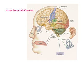 Áreas Sensoriais Centrais
 