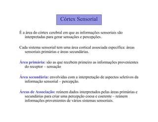 Córtex Sensorial
É a área do córtex cerebral em que as informações sensoriais são
interpretadas para gerar sensações e percepções.
Cada sistema sensorial tem uma área cortical associada específica: áreas
sensoriais primárias e áreas secundárias.
Área primária: são as que recebem primeiro as informações provenientes
do receptor – sensação
Área secundária: envolvidas com a interpretação de aspectos seletivos da
informação sensorial – percepção.
Áreas de Associação: reúnem dados interpretados pelas áreas primárias e
secundárias para criar uma percepção coesa e coerente – reúnem
informações provenientes de vários sistemas sensoriais.
 