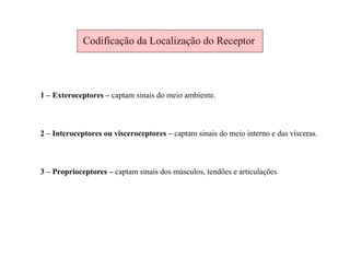 Codificação da Localização do Receptor
1 – Exteroceptores – captam sinais do meio ambiente.
2 – Interoceptores ou visceroceptores – captam sinais do meio interno e das vísceras.
3 – Proprioceptores – captam sinais dos músculos, tendões e articulações
 