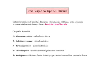 Codificação do Tipo de Estímulo
Cada receptor responde a um tipo de energia estimuladora e está ligado a vias sensoriais
e áreas sensoriais centrais específicas – Teoria da Linha Marcada.
Categorias Sensoriais:
1 – Mecanorreceptores – estímulo mecânicos
2 – Quimiorreceptores – estímulo químicos
3 – Termorreceptores – estímulos térmicos
4 – Fotorreceptores – estímulos eletromagnéticos ou luminosos
5 – Nociceptores – diferentes formas de energia que causam lesão tecidual – sensação de dor.
 