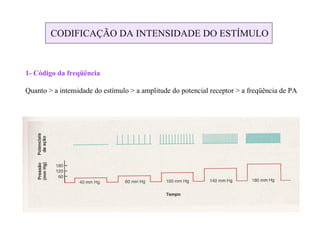 CODIFICAÇÃO DA INTENSIDADE DO ESTÍMULO
1- Código da freqüência
Quanto > a intensidade do estímulo > a amplitude do potencial receptor > a freqüência de PA
 