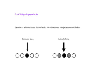 2 – Código de população
Quanto > a intensidade do estímulo > o número de receptores estimulados
Estímulo fraco Estímulo forte
 