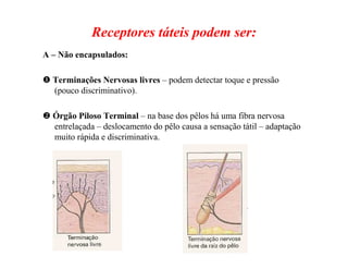 Receptores táteis podem ser:
A – Não encapsulados:
Terminações Nervosas livres – podem detectar toque e pressão
(pouco discriminativo).
Órgão Piloso Terminal – na base dos pêlos há uma fibra nervosa
entrelaçada – deslocamento do pêlo causa a sensação tátil – adaptação
muito rápida e discriminativa.
 