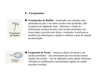 B – Encapsulados:
Terminações de Ruffini – localizados nas camadas mais
profundas da pele e em outros tecidos mais profundos. São
receptores de adaptação lenta – detectam o estado de
deformação contínua da pele e dos tecidos profundos, tais
como toque e pressão mais fortes e contínuos. Localizam-se
também nas articulações e ajudam a sinalizar o grau de rotação
da articulação.
Corpúsculo de Pacini – situam-se abaixo da derme e em
tecidos profundos – são estimulados por movimentos muito
rápidos dos tecidos – são de adaptação muito rápida. Detectam
vibração ou modificações extremamente rápidas do estado
mecânico tecidual.
 