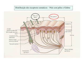 Distribuição dos receptores somáticos – Pele com pêlos e Glabra
 