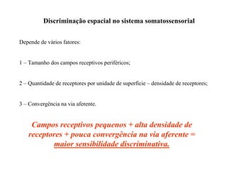 Discriminação espacial no sistema somatossensorial
Depende de vários fatores:
1 – Tamanho dos campos receptivos periféricos;
2 – Quantidade de receptores por unidade de superfície – densidade de receptores;
3 – Convergência na via aferente.
Campos receptivos pequenos + alta densidade de
receptores + pouca convergência na via aferente =
maior sensibilidade discriminativa.
 