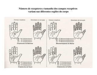 Número de receptores e tamanho dos campos receptivos
variam nas diferentes regiões do corpo
 