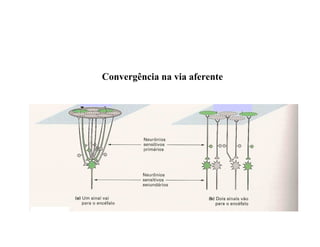 Convergência na via aferente
 