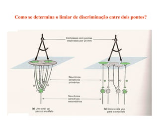 Como se determina o limiar de discriminação entre dois pontos?
 