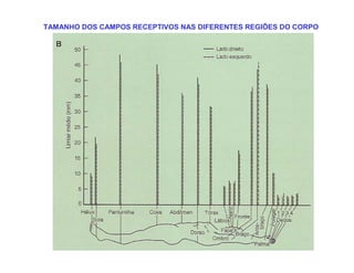 TAMANHO DOS CAMPOS RECEPTIVOS NAS DIFERENTES REGIÕES DO CORPO
 