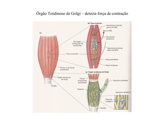 Órgão Tendinoso de Golgi – detecta força de contração
 