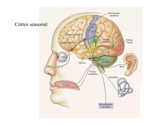 Córtex sensorial
 