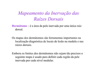 Mapeamento da Inervação das
Raízes Dorsais
Dermátomo – é a área da pele inervada por uma única raiz
dorsal.
Os mapas dos dermátomos são ferramentas importantes na
localização diagnóstica de locais de lesão na medula e nas
raízes dorsais.
Embora os limites dos dermátomos não sejam tão precisos o
seguinte mapa é usado para definir cada região da pele
inervada por cada nível medular.
 