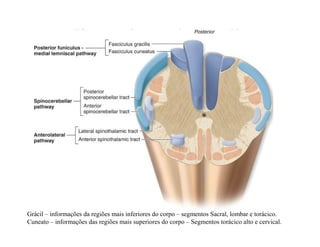 Grácil – informações da regiões mais inferiores do corpo – segmentos Sacral, lombar e torácico.
Cuneato – informações das regiões mais superiores do corpo – Segmentos torácico alto e cervical.
 