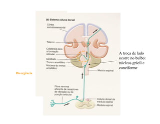 A troca de lado
ocorre no bulbo:
núcleos grácil e
cuneiforme
Divergência
 