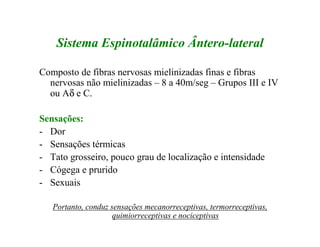 Sistema Espinotalâmico Ântero-lateral
Composto de fibras nervosas mielinizadas finas e fibras
nervosas não mielinizadas – 8 a 40m/seg – Grupos III e IV
ou Aδ e C.
Sensações:
- Dor
- Sensações térmicas
- Tato grosseiro, pouco grau de localização e intensidade
- Cógega e prurido
- Sexuais
Portanto, conduz sensações mecanorreceptivas, termorreceptivas,
quimiorreceptivas e nociceptivas
 