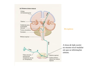 A troca de lado ocorre
no mesmo nível medular
em que as informações
entram.
Divergência
 