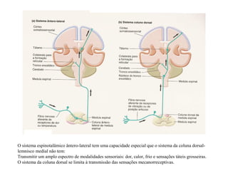 O sistema espinotalâmico ântero-lateral tem uma capacidade especial que o sistema da coluna dorsal-
lemnisco medial não tem:
Transmitir um amplo espectro de modalidades sensoriais: dor, calor, frio e sensações táteis grosseiras.
O sistema da coluna dorsal se limita à transmissão das sensações mecanorreceptivas.
 