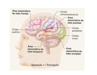 Sensação ↔ Percepção
 