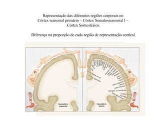 Representação das diferentes regiões corporais no
Córtex sensorial primário – Córtex Somatossensorial I –
Córtex Somestésico.
Diferença na proporção de cada região de representação cortical.
 