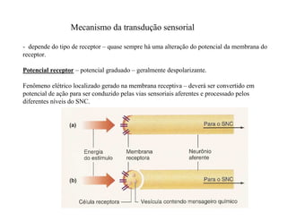 Mecanismo da transdução sensorial
- depende do tipo de receptor – quase sempre há uma alteração do potencial da membrana do
receptor.
Potencial receptor – potencial graduado – geralmente despolarizante.
Fenômeno elétrico localizado gerado na membrana receptiva – deverá ser convertido em
potencial de ação para ser conduzido pelas vias sensoriais aferentes e processado pelos
diferentes níveis do SNC.
 